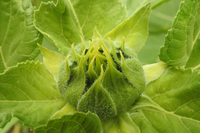 beauty in nature, no people, nature, outdoors, helianthus, leaf, green Color, day, green, vegetable, close-up, backgrounds, Bud, growth, Green, Bud, plant part