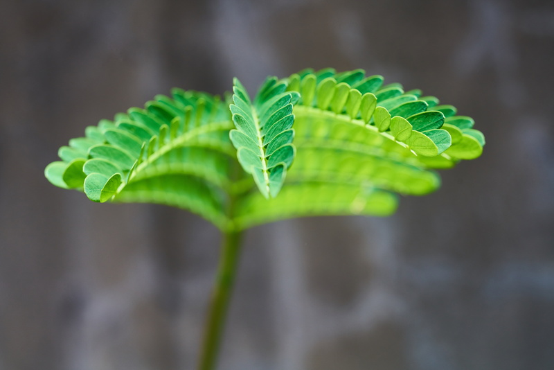 summer, green color, no people, plant part, selective focus, growth, fragility, natural life, food, focus on foreground, food and drink, close-up, 8K
