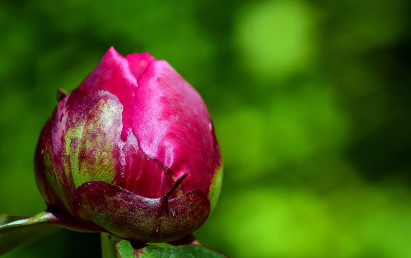 freshness, pink peony, fragility, petal, leaf, macro, red, no People, pink Color, Pink, Nature, outdoors, bloom, Flower, close, focus on foreground, food