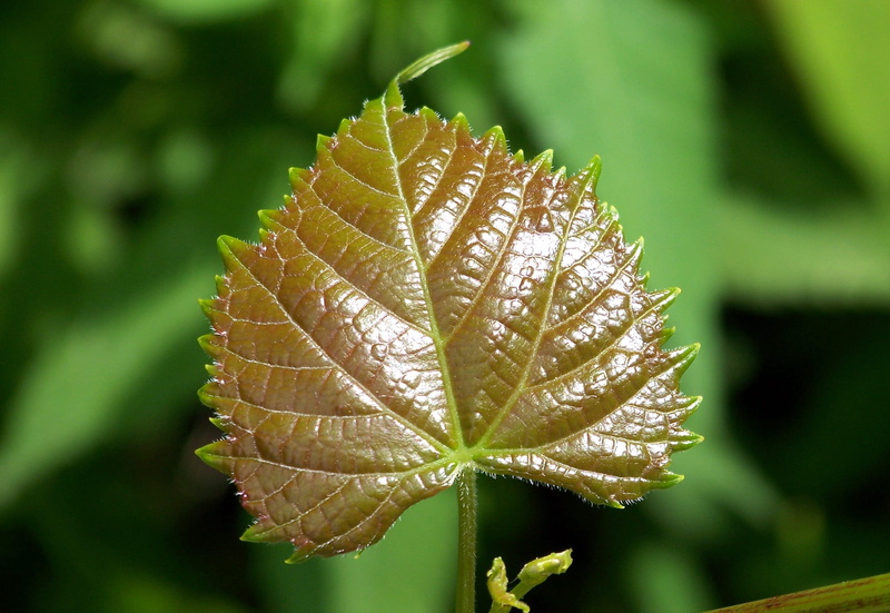 background, shoots, outdoors, macro, autumn, Leaf, tranquility, freshness, nature, natural condition, buds, tiny, leaves, focus on foreground, brown, tree