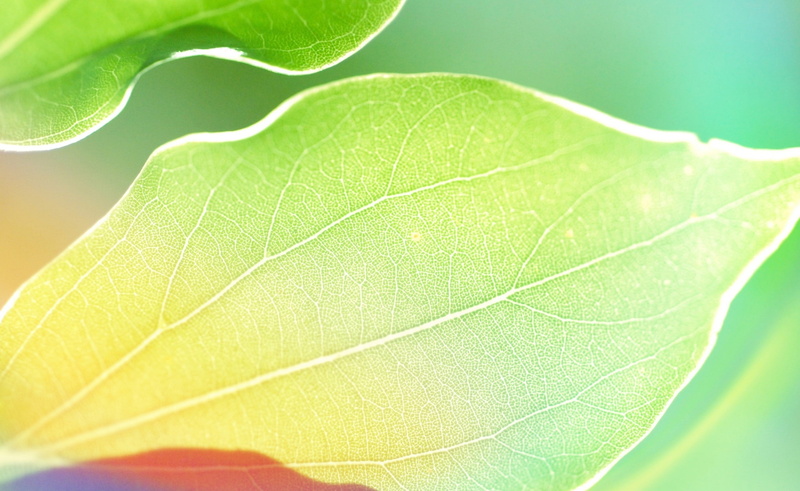 plant part, extreme close-up, 1080P, leaves, green color, green, vulnerability, macro, plants, photography, backgrounds, leaf, close-up, soft focus, focus on foreground