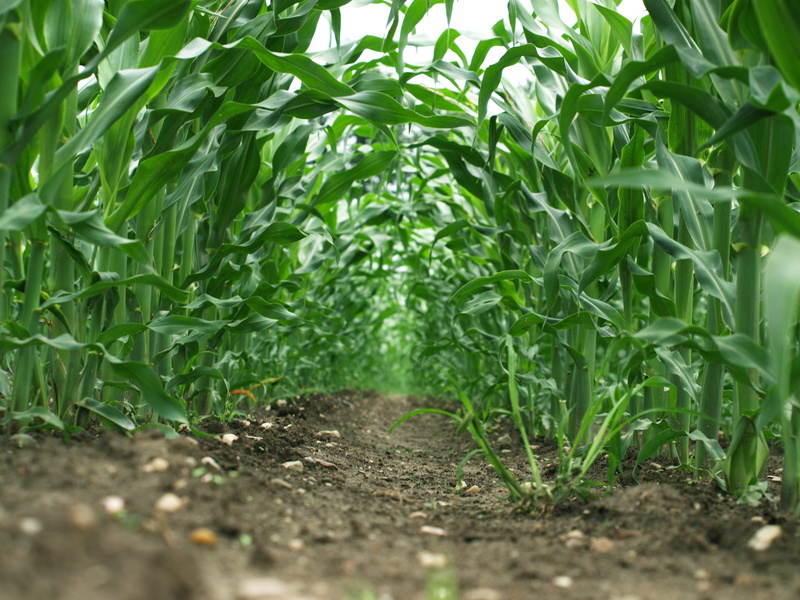 nature, scene, no people, growth, summer, land, food and drink, rural scene, food, Maize, outdoor, plant, leaf, farming, green, beauty in nature, 2K, tranquility