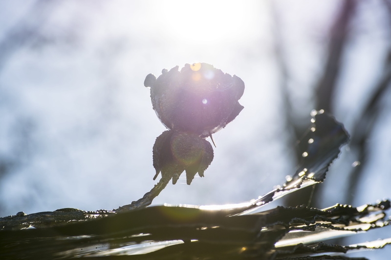 close-up, sky, no people, blacksmith, ice, elia clerici, rose, sun, winter, freshness, 5K, ielix, fruit, food and drink, iron, animal, frozen, beauty in nature