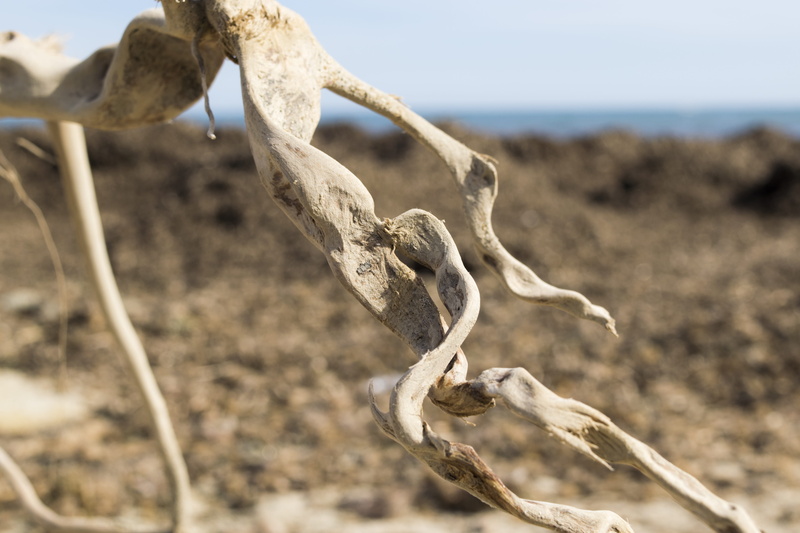 landscape, branch, dead plant, land, non-urban scene, bone, ielix, plant, environment, arid climate, focus on foreground, no people, field, sky, nature
