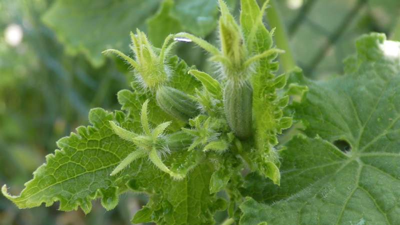 food, bio, plant part, mint leaf - culinary, close-up, green color, leaf, focus on foreground, beauty in nature, gardening, nutrition, herb, nature, garden cucumber