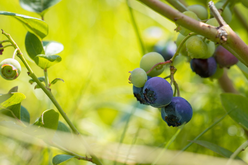 in the garden, fruit, food, mature, plantation, agriculture, focus on foreground, ripe, winemaking, close up, nature, food and drink, healthy, outdoors