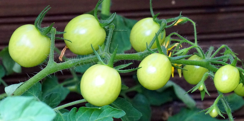 fruit, 4K, no people, tomatoes, wellbeing, food and drink, leaf, growth, green color, agriculture, food, outdoors, immature, vegetable, freshness, vegetarian food