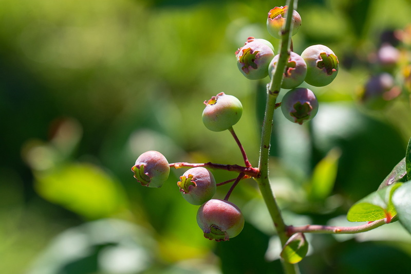 ripe, berries, 2K, ripening process, day, nature, plant, outdoors, vulnerability, close-up, immature, green berries, beauty in nature, focus on foreground
