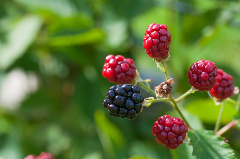 focus on foreground, ripe, ripening process, wellbeing, garden, blackberry - fruit, vitamins, close-up, photography, nutrition, freshness, nature, minerals