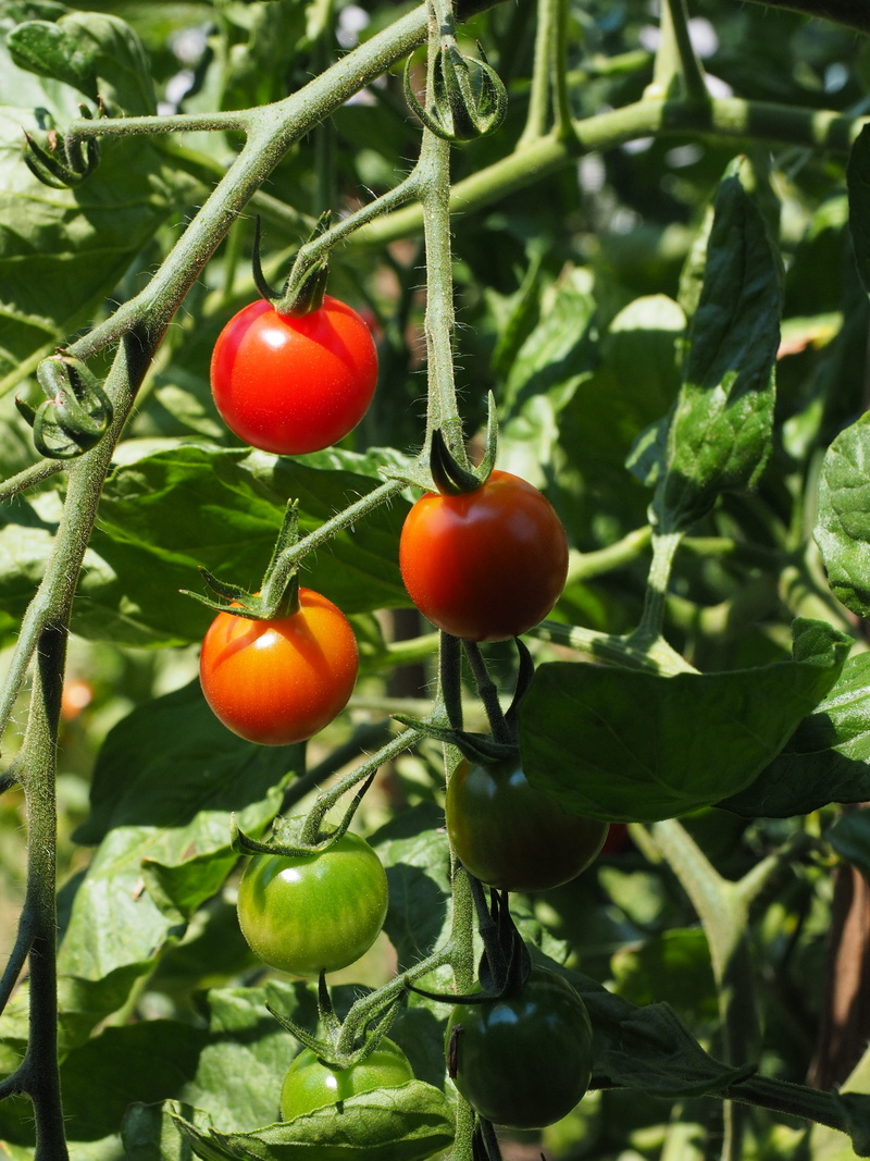 tomato, tomato breeding, leaf, green, food and drink, mature, tomatenrispe, 4K, plant, bush tomatoes, outdoors, maturity level, orange, fruit, day, garden