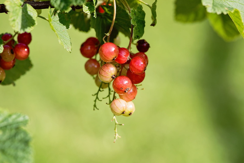 freshness, fruit, beauty in nature, 1080P, food and drink, tree, close, leaf, berry fruit, cherry tree, growth, day, food, nature, healthy eating, outdoors