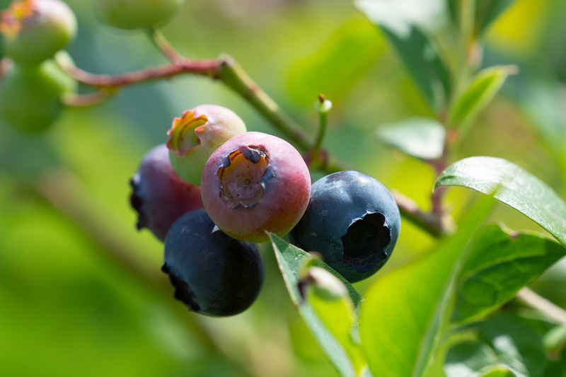 plant, berries, fruit, summer, tree, soft fruit, food, growth, ripe, day, no people, beauty in nature, mature, leaf, outdoors, vegetable garden, ripening process