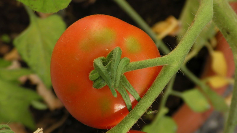 vegetables, vegetable, red, fruit, nutrition, ripe, plant part, no people, leaf, fresh, wellbeing, green color, plant, food and drink, focus on foreground