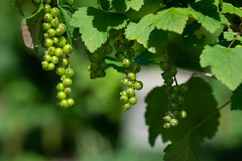 nature, in the garden, green, berries, 2K, no people, currant, ripe, close-up, food and drink, currant branch, plant part, growth, vineyard, tree, winemaking