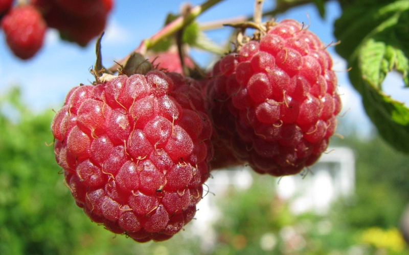 ripe, no people, branch, leaf, focus on foreground, healthy eating, red, plant part, macro, berry fruit, fruit, freshness, nature, 1080P, plant, day, food
