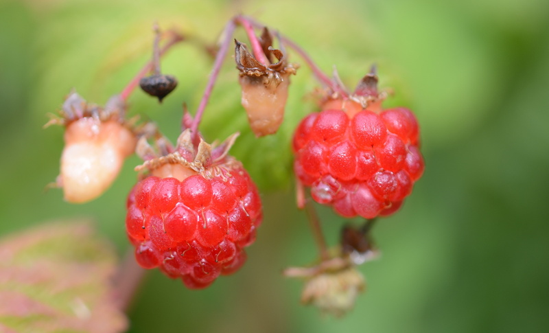 macro, fruit, food, raspberries, 4K
