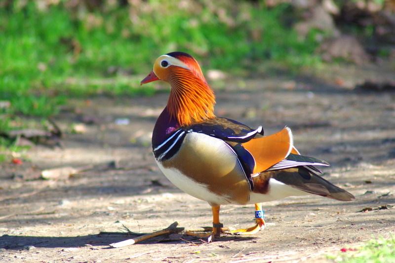 focus on foreground, mandarin, 5K, animals in the wild, vertebrate, multi colored, nature, mandarin duck, bird, full length, land, duck, poultry, no people