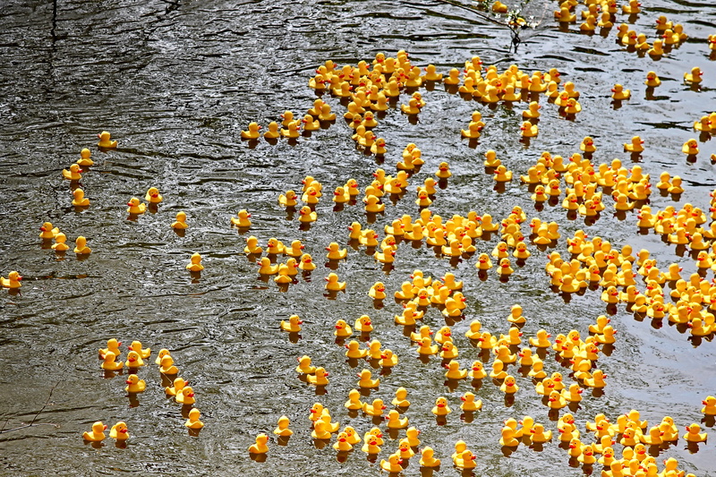 rubber ducks, outdoors, beauty in nature, event, sunlight, plant, water, full frame, toy ducks, competition, ducks, orange color, abundance, land, duck race