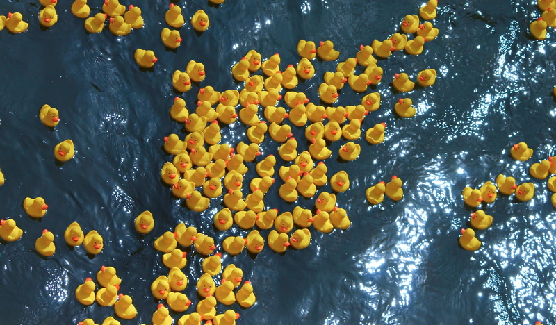 racing competition, duck meet, bath duck, orange color, no people, yellow duck, plant, close-up, rubber ducks, outdoors, family reunions, freshness, ducks