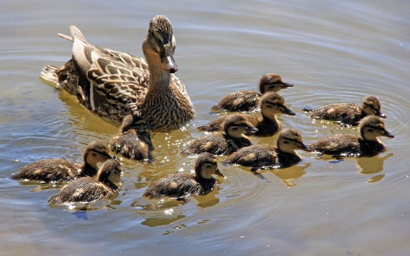 wildlife, nature, ducks, duck, water, 2K, swimming Animal, day, pond, family, flock of birds, feather, many, young bird, vertebrate, mallard Duck, gosling