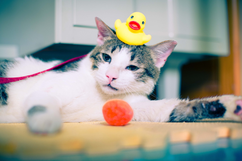 lying, yellow duckling, toy, play, ball, tabby cat, 5K, mammal, white, domestic, animal, domestic animals, kitten, duck, tabby, no people, home interior