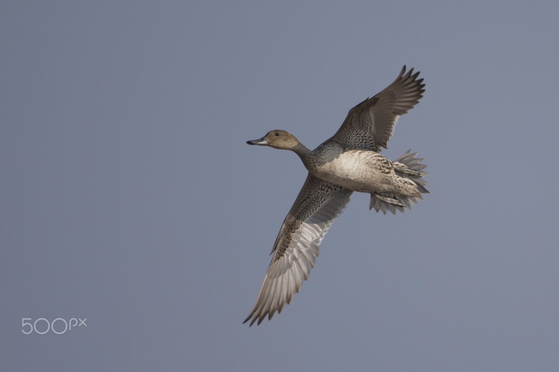 animals, day, 1080P, birds, bird of prey, vertebrate, mid-air, sky, seagull, no people, motion, beauty in nature, outdoors, flying, spread wings, low angle view