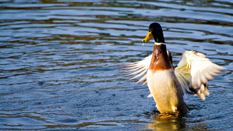 1080P, animals, birds, water, duck