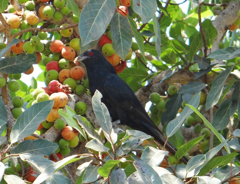 bird, day, fig, outdoors, animal wildlife, vertebrate, food, fig tree, 2K, male, india, animals in the wild, dharwad, leaf, food and drink, animal themes