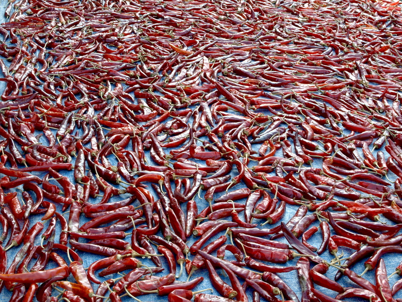 no people, fish, chilli powder making, for sale, wellbeing, spicy, still life, 2K, fishing industry, freshness, red, backgrounds, food, day, high angle view