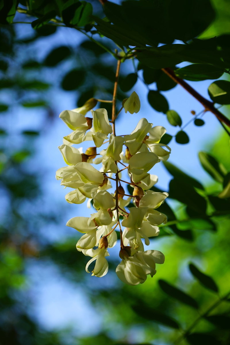 robinia, tree, beauty in nature, spring, petal, fragility, flower, flowering plant, inflorescence, outdoors, 5K, selective focus, close-up, purple, general schotendorn