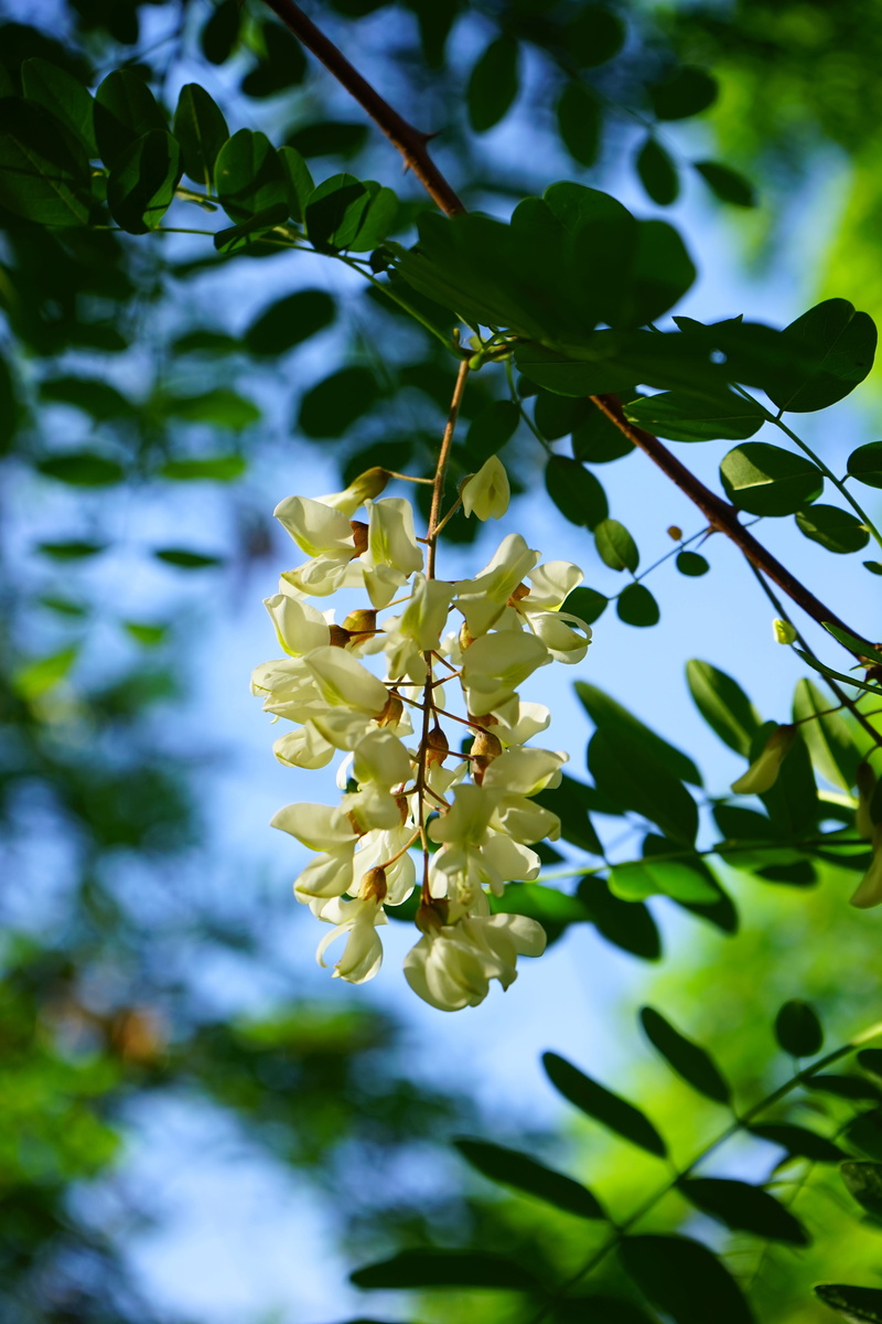 leaf, robinia pseudoacacia, ornamental plant, pollen, freshness, fragility, focus on foreground, tree, selective focus, branch, common maple, flowering plant