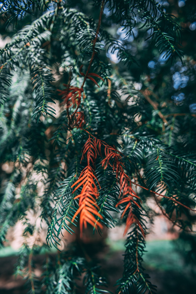greenery, summer, plant, tree, outdoors, branch, fine, leafed, christmas, fir, close up, red branch, 5K, pinaceae, selective focus, coniferous tree, pine tree