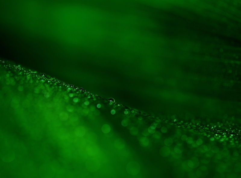 full frame, Fresh, Macro, plans, leaf veins, purity, Light, beauty in nature, Pearl, Leaf, drop of water, Leaves, Aero, Drops, botany, leaf structures