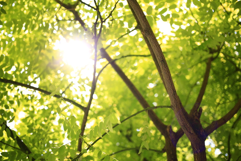 leaf, photography, foliage, sunlight, backgrounds, green Color, day, environment, shallow, summer, forest, leaves, no People, tree, focus on foreground
