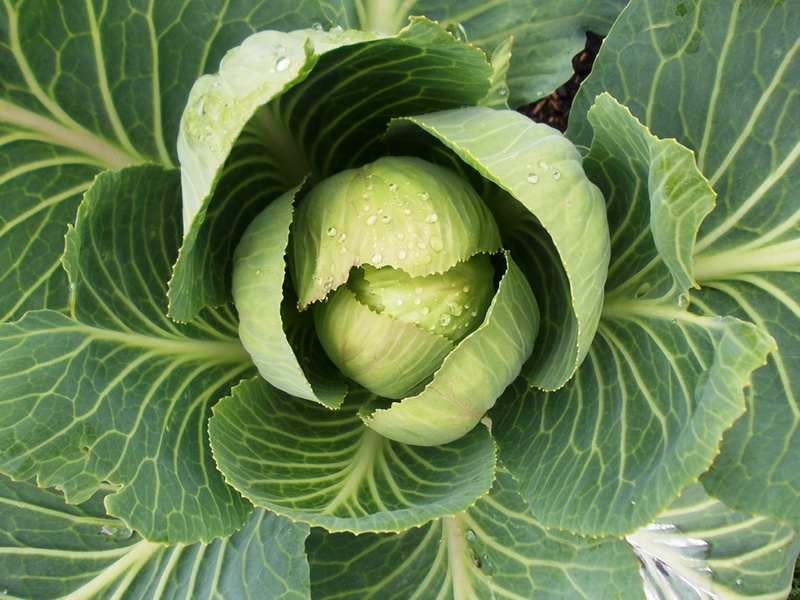 concentric, growth, dew, no people, leaf, nature, food, plant part, green color, wellbeing, 1080P, autumn, vegetables, organic, agriculture, freshness