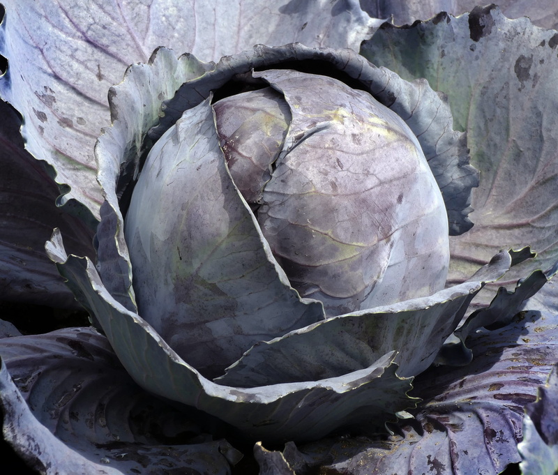 day, blue cabbage, growth, kappus, food-photography, healthy eating, no people, white cabbage, purple, cabbage, vegetable growing, 2K, freshness, beauty in nature