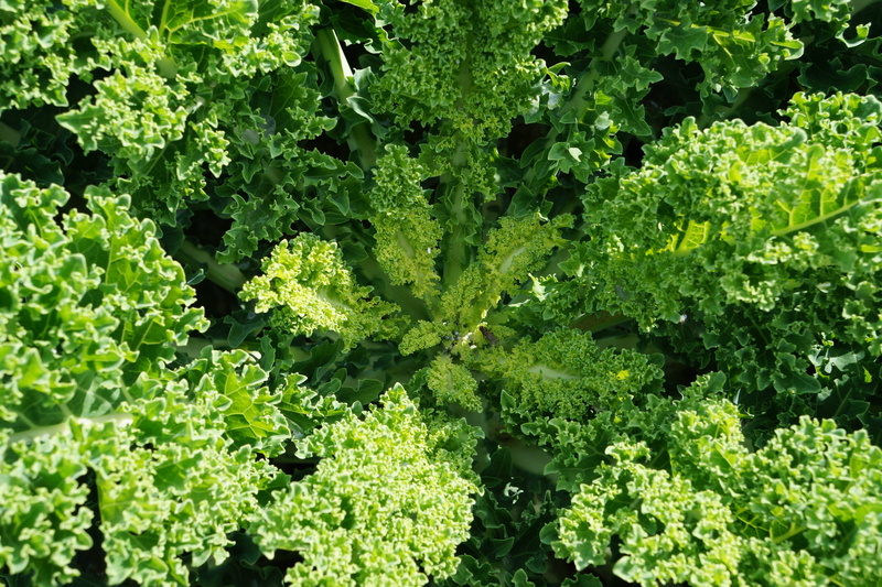 nature, eat, food, vegetable, outdoors, bio, vitamins, backgrounds, no people, beauty in nature, kohl, healthy, leaves, close-up, day, green, growth, green color