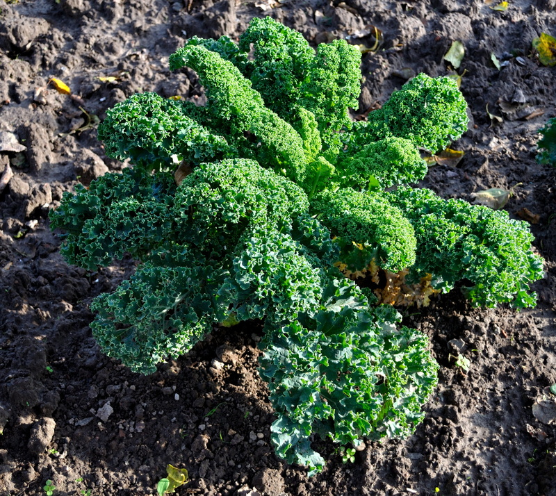 freshness, leaf, tasty, day, food, nature, garden, cook, winter vegetables, vegetable plant, vegetables, green leaves, directly above, no people, plant part