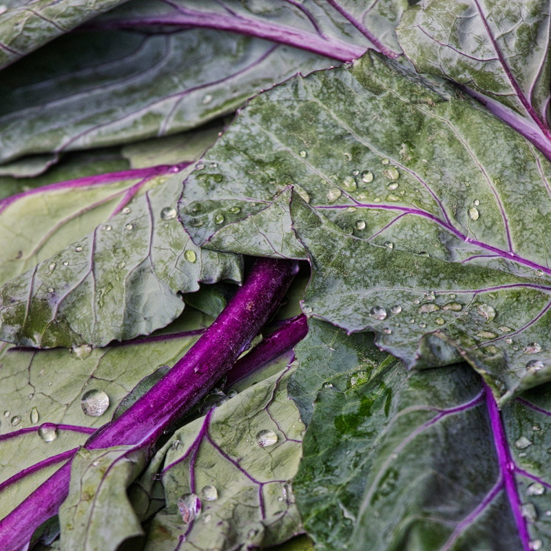 vegetable, food, kohl, healthy, freshness, vegetarian, purple, wet, background, wellbeing, leaf, vegetables, kohlrabi, plant, food and drink, vitamins