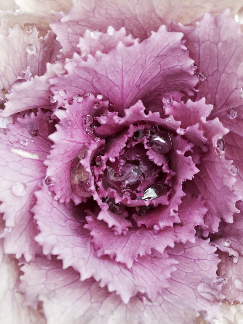 full frame, Ornamental, dew, violet, flowering plant, backgrounds, no people, winterkohl, close, leaf, fragility, color Image, cabbage green, purple, close-up