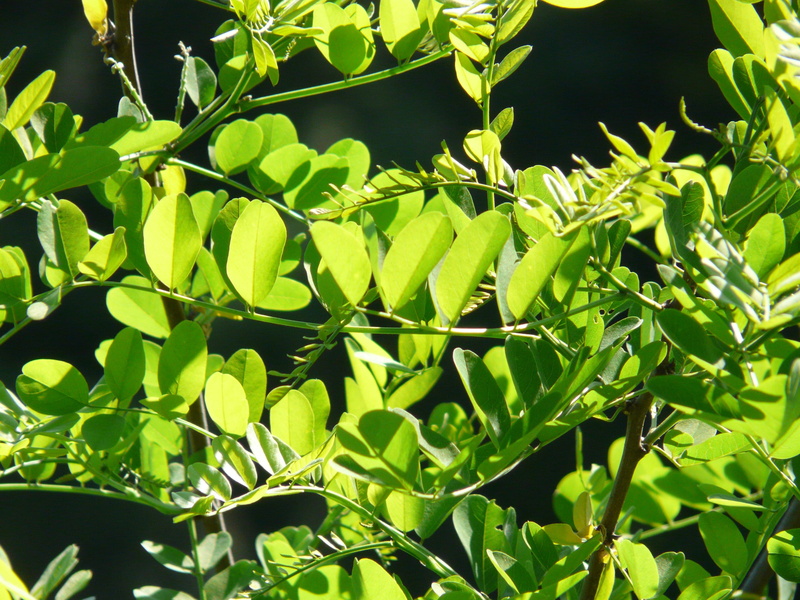 sunlight, low angle view, ornamental plant, sunny, day, false acacia, food and drink, plant part, agriculture, robinia, 2K, beauty in nature, back light