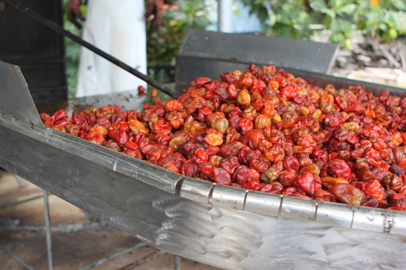 wellbeing, Habanero, large group of objects, Red, no people, still life, ripe, focus on foreground, sunlight, agriculture, food, high angle view, red habanero