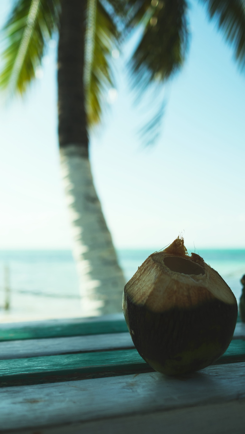 4K, island, selective focus, wellbeing, coconut palm tree, food, outdoors, coconut, nature, sea, palm tree, palmtree, belize, no people, cayecaulker, tropical