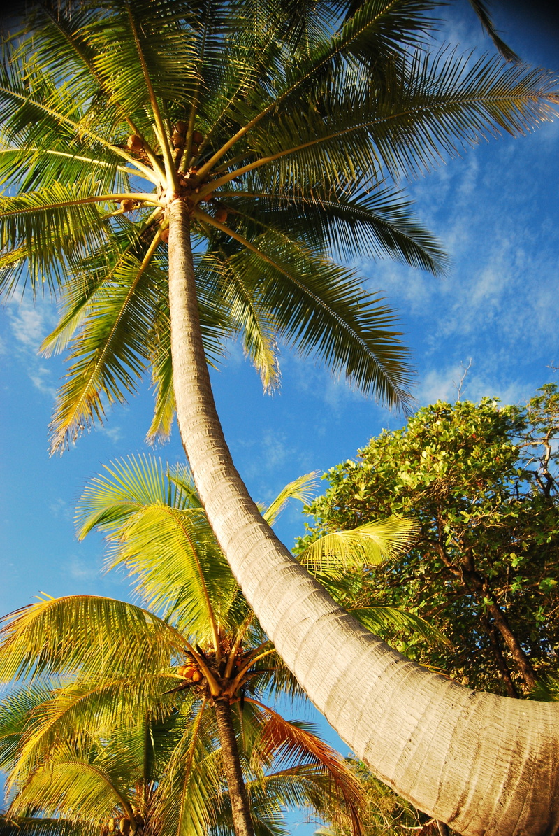 palm tree, directly below, outdoors, growth, 4K, tree, tree trunk, low angle view, belize, tranquility, beach, trunk, sky, beauty in nature, perspective