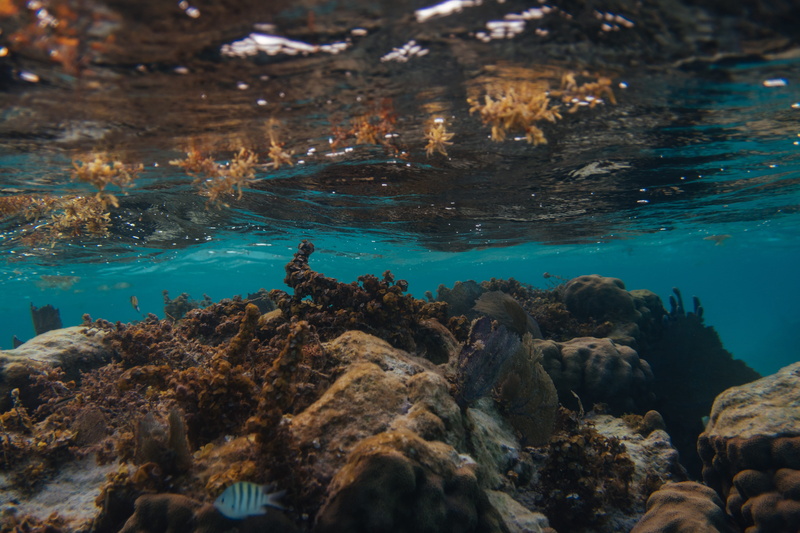 animal wildlife, fish, animal, beauty in nature, corals, sea, belize, solid, blue, coral, caye caulker, real people, 5K, animal themes, rock, sea life