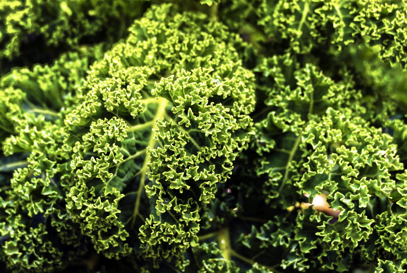 organic, winterkohl, krauskohl, vegetable plant, nature, growth, vegetables, wellbeing, kale, cabbage green, plant, outdoors, ruffled, herb, day, strunk cabbage