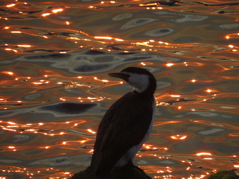 one animal, animal themes, 4K, hobart, no people, outdoors, animal wildlife, sunlight, high angle view, animal head, waterfront, swimming, nature, animals in the wild
