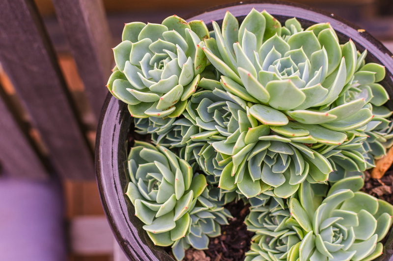 freshness, beauty in nature, 4K, green color, day, botany, plant part, succulent plant, no people, succulent, hobart, houseplant, natural pattern, green