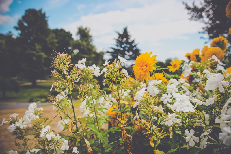 land, freshness, no people, jar, growth, blossom, close-up, sky, field, tree, daisies, vase, potted plant, beauty in nature, yellow, leaf, fir, focus on foreground