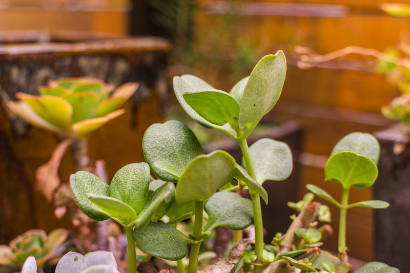 plant, brown, green color, 4K, leaf, flower pot, beauty in nature, freshness, no people, plant part, focus on foreground, garden, day, beginnings, hobart